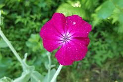 Ліхніс корончастий (насіння 30 шт.)