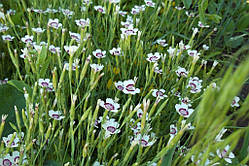 Гвоздика трав'янка "Arctic Fire"(Dianthus deltoides "Arctic Fire")  (50 шт насіння)