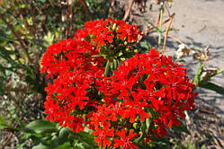 Ліхніс халцедонський (Lychnis chalcedonica)(насіння 50 шт.)