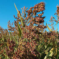 Трава кормова Суданка, 1кг