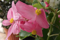 Бігонія вічно квітуча «Лото»(Begonia semperflorens «Loto») (насіння 50 шт.)