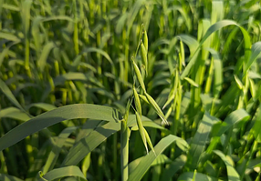 Трава сидерат Овес, 1кг