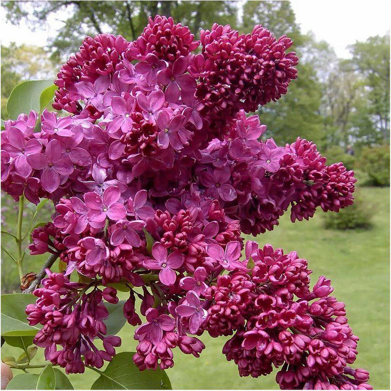 Бузок “Фантазія”, фото 1