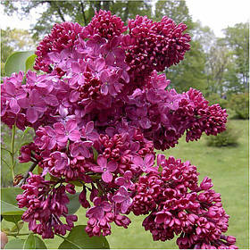 Бузок “Фантазія”