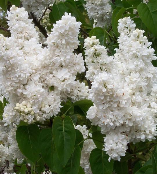 Бузок “Білий Махровий”, фото 1