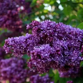 Бузок Вогні Донбасу