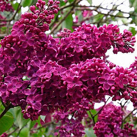 Бузок “Червона Україна”