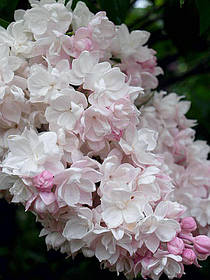 Бузок Красуня Москви