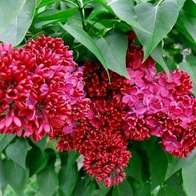 Бузок “Палаюча москва”