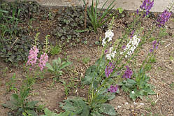 Вербаскум декоративний (Verbascum) (насіння 100 шт.)