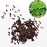 Насіння Щавелю широколистий, 1 кг