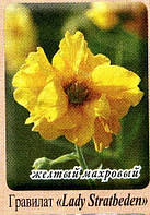 Гравілат чилійський жовтий (насіння 15 шт.)