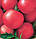 Насіння томату Ведмежа Лапа рожева, 50г, фото 2