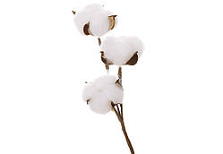 Декоративна гілка Бавовни (3 бутони)