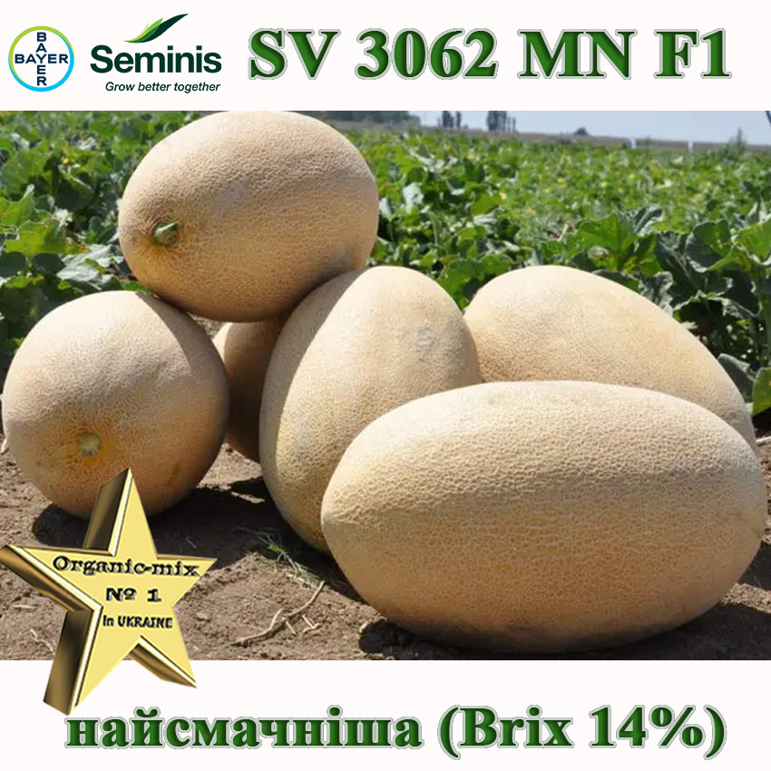 Диня SV 3062 MN F1, ТМ Seminis (Нідерланди), 500 насінин, фото 1