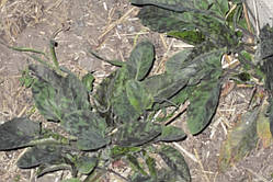 Яструбинка «Леопард» (насіння 30 шт.)