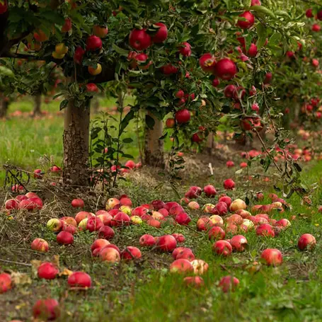 Осіння обробка саду