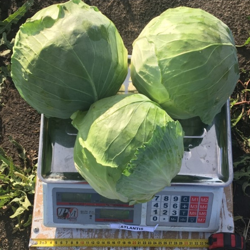 Професійне насіння капусти б/к середньоранньої Замзаз F1 (Seminis) 2500 шт.