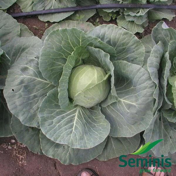 Професійне насіння капусти б/г ультраранньої Пандіон F1  (Seminis) 2500 шт.