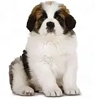 Корм собачий Royal Canin Giant Puppy 15kg, фото 5