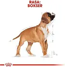 Корм собачий Royal Canin Boxer Puppy 12kg, фото 7