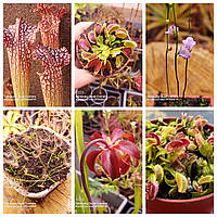 Мухоловка. Набір хижаків для початківця. Сарраценія, росянка, діонея, пухирник.