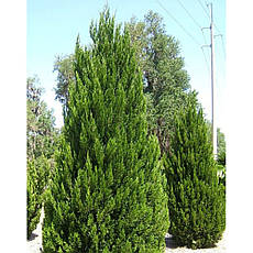 Ялівець китайський Spartan 2 річний, Ялівець китайський Спартан, Juniperus chinensis Spartan, фото 4