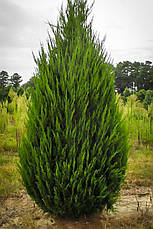 Ялівець китайський Spartan 2 річний, Ялівець китайський Спартан, Juniperus chinensis Spartan, фото 3