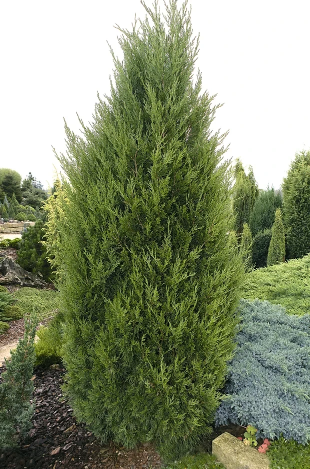 Ялівець китайський Spartan 2 річний, Ялівець китайський Спартан, Juniperus chinensis Spartan