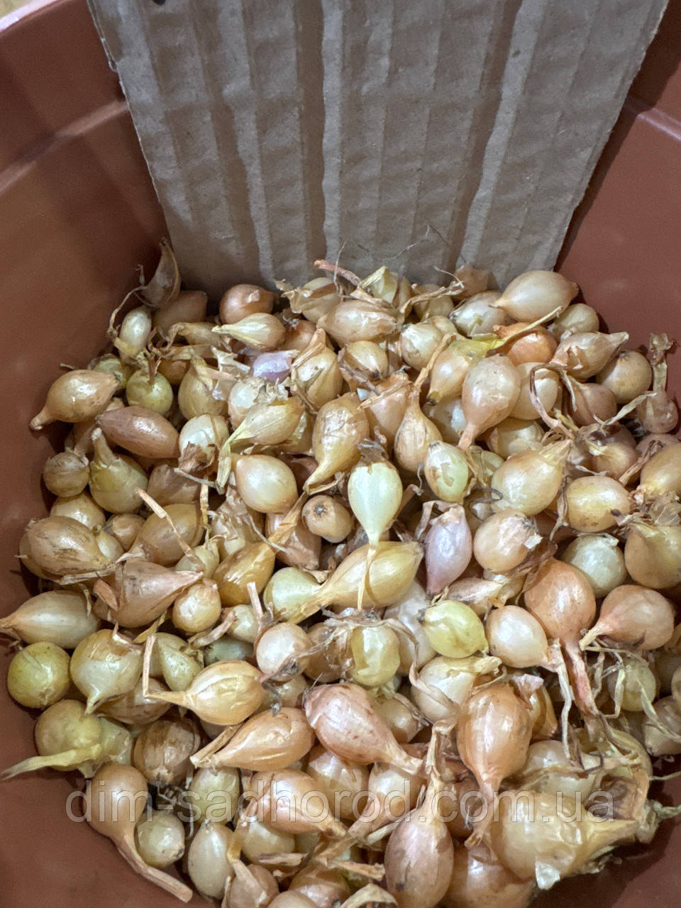 Цибуля Штутті 1  кг, фото 1