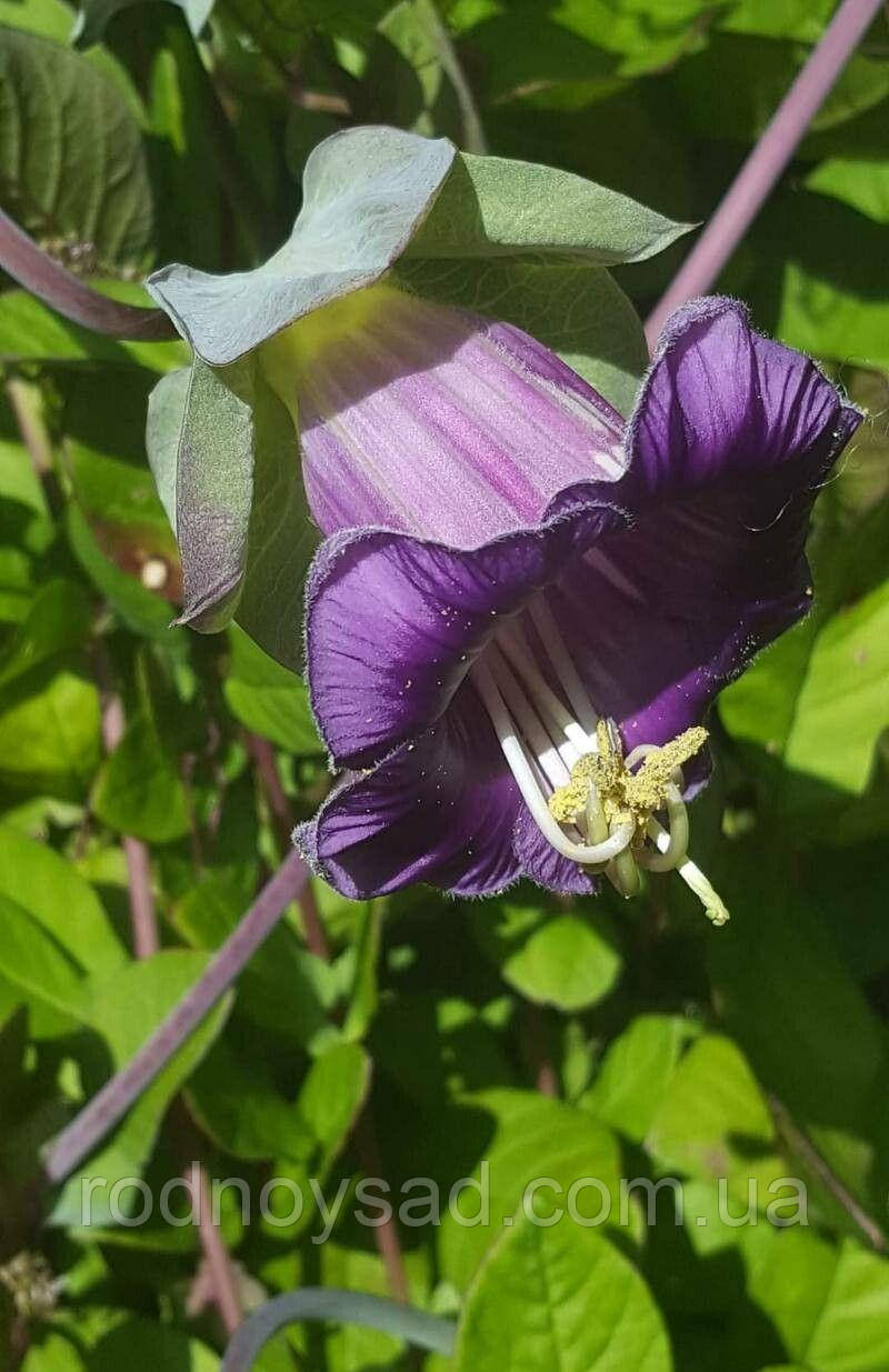 Кобея Кафедральні Дзвони насіння (4 шт.), For Hobby, TM GL Seeds, фото 1