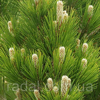 Сосна білоча Компакт Джем С2 ( Pinus leucodermis Compact Gem)