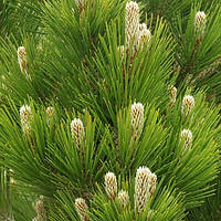 Сосна білоча Компакт Джем С2 ( Pinus leucodermis Compact Gem)