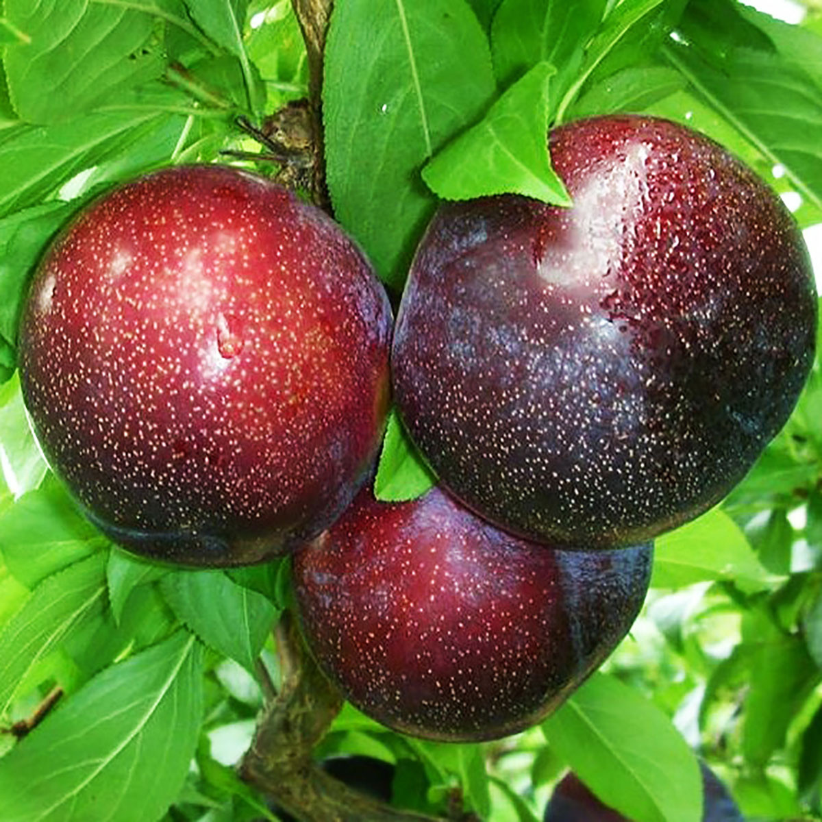 АКЦИЯ!!! Набор диплоинных слив 5шт. (Формоза, Эрли Квин, Эльдорадо, Суперриор, Блэк Голд), фото 1