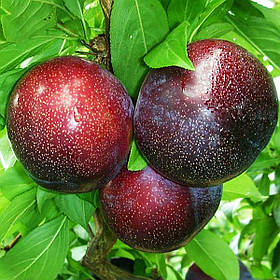 АКЦИЯ!!! Набор диплоинных слив 5шт. (Формоза, Эрли Квин, Эльдорадо, Суперриор, Блэк Голд)