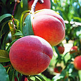 АКЦІЯ! Набір набір персиків 5 шт. (Шугарт Тайм, Світ Дрім, Сатурн, Білий лебідь, Вайн Голд Т 3), фото 2