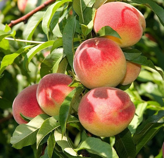 АКЦІЯ! Набір набір персиків 5 шт. (Кондор, Мірабель, Флемінг ПФ 24-007, Бельмондо, Казка), фото 1