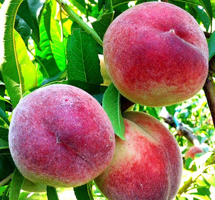 АКЦІЯ! Набір набір персиків 5 шт. (Донецький Білий, Юла,Роял Глорі,Ерлі Ред,Річ Леді), фото 1