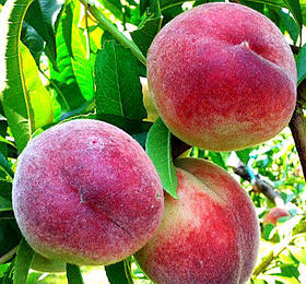 АКЦІЯ! Набір набір персиків 5 шт. (Донецький Білий, Юла,Роял Глорі,Ерлі Ред,Річ Леді)