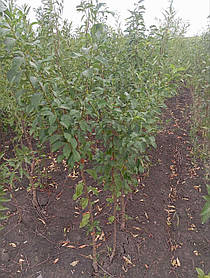 АКЦІЯ!!! Набір диплоїних слив 5 шт. (Бербанк Гігант, Анжеліно, Рубі Кранч, Точесан, Прайм Тайм))