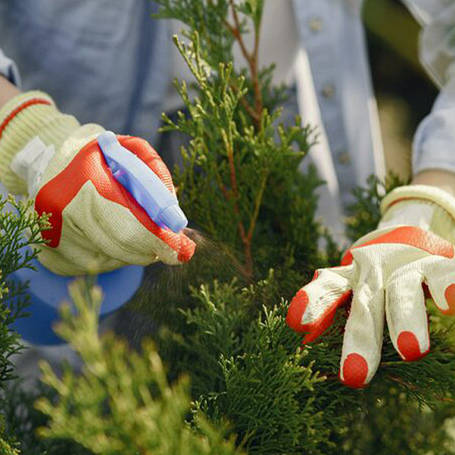 Підготовка хвойних до зими