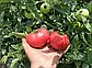 Томат Пінк Буш F1 10 шт (Leda Agro), фото 3