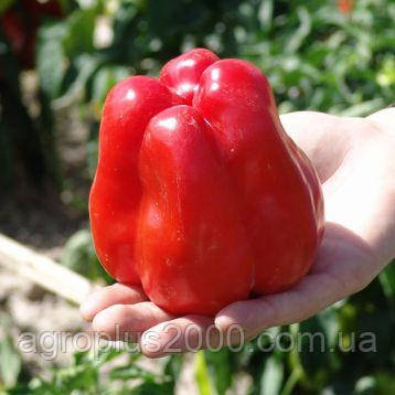 Насіння Перець солодкий Гранова 0,4 грама Moravoseed, фото 2