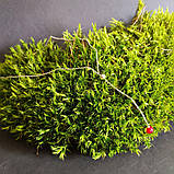 Срібне кольє Proba з коралом, вага виробу 3,03 г (2145653) 410450 розмір, фото 5