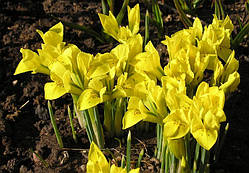 Ірис 5шт Danfordiae (Данфордіе) сітчастий (цибулини)