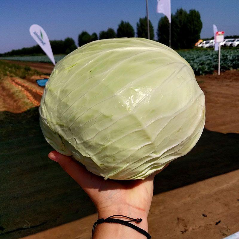 Професійне насіння капусти білоголової Мензанія F1(Seminis) 2500 шт.