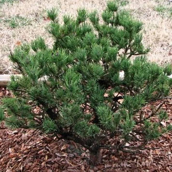 Сосна скручена Спанс Дварф (щеплена)