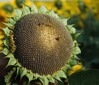 Насіння соняшнику "Українськи сонечко"