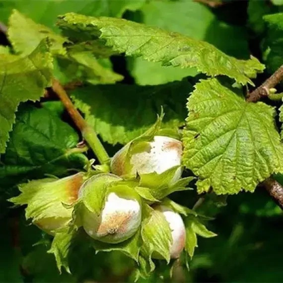 Фундук Анапский вкс, фото 1