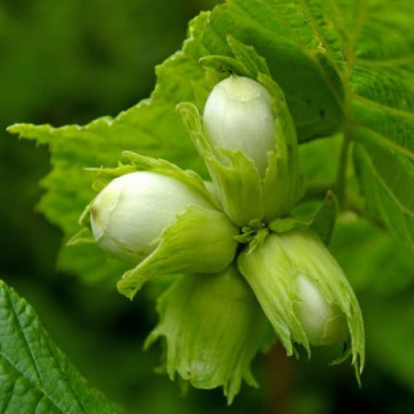 Фундук Булавоподібний вкс, фото 1